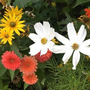 Meet your Posher, Aleyah